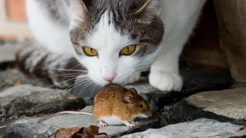 Домовая мышь тысячелетиями жила рядом с людьми