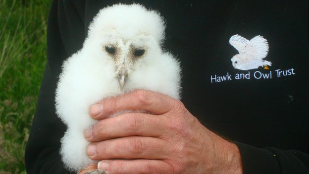 rspb barn owl cam