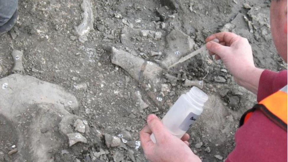 Раскопки костей плезиозавра в карьере Must Farm