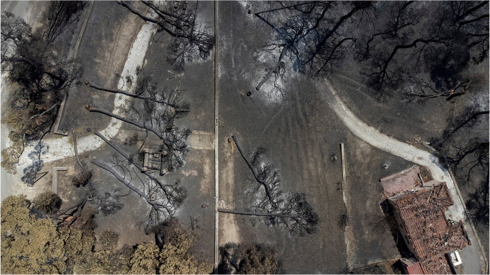 Fallen charred trees are seen following a wildfire in the village of Rovies on the island of Evia, Greece, August 12, 2021