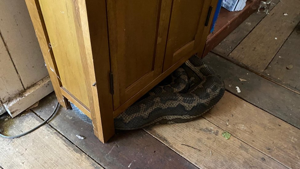 A snake under a cupboard