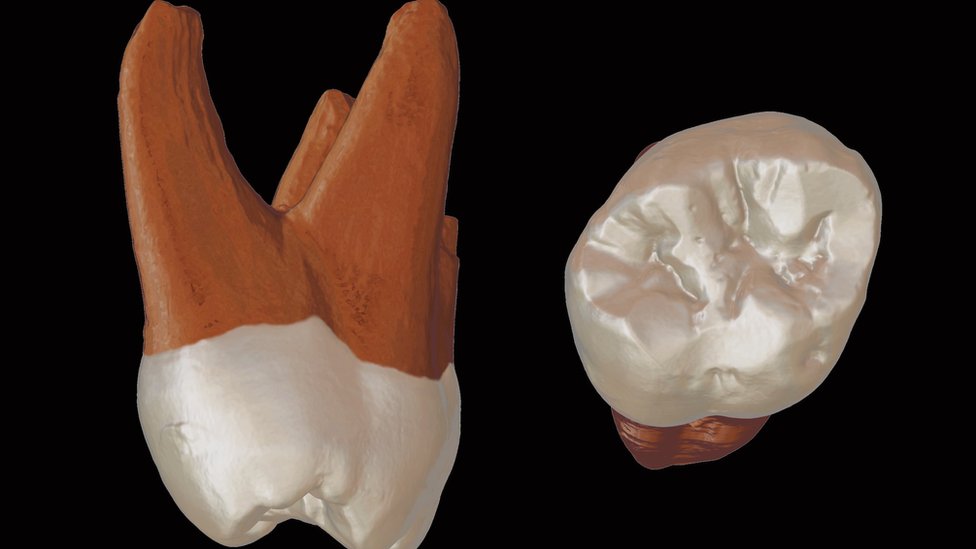 Digitalni trodimenzionalni model fosilnog zuba iz Pešturine