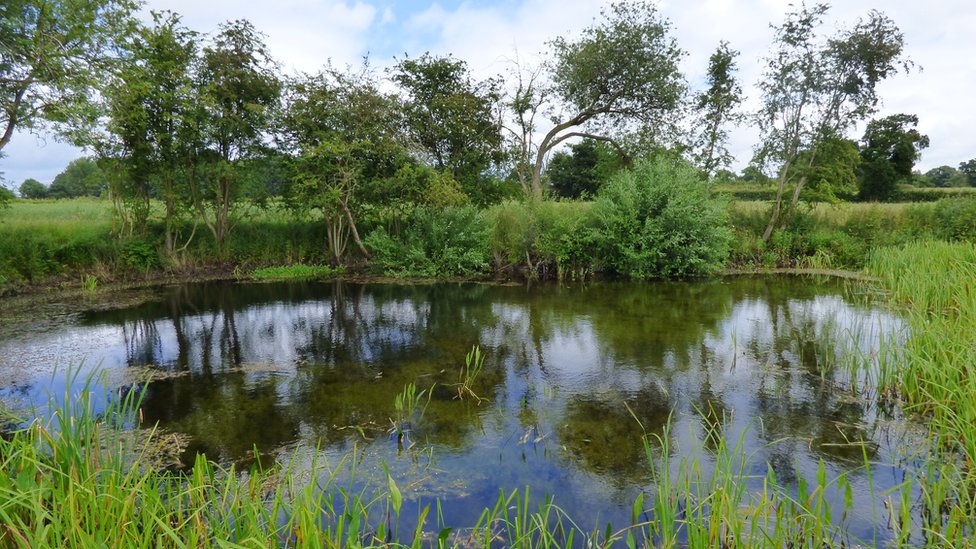 Restored farmland pond, Norfolk.