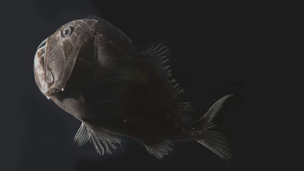 pez ultranegro