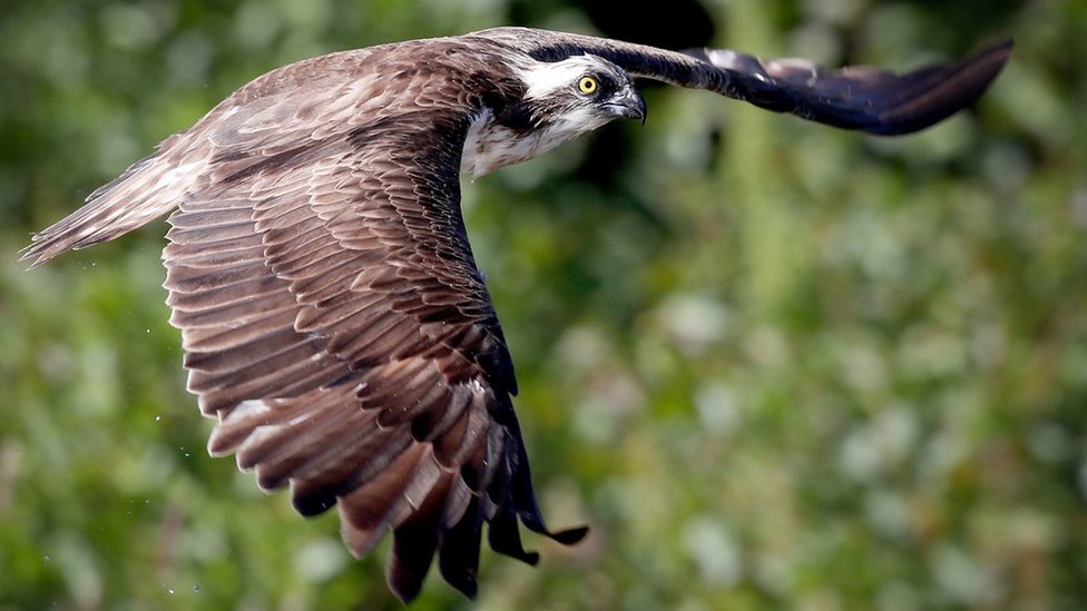Ospreys: First breeding pair in Ireland for centuries