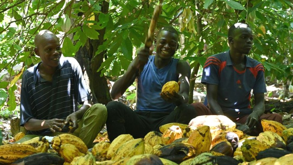 Фермеры, выращивающие какао, рубят стручок в Кот-д'Ивуаре - 2020