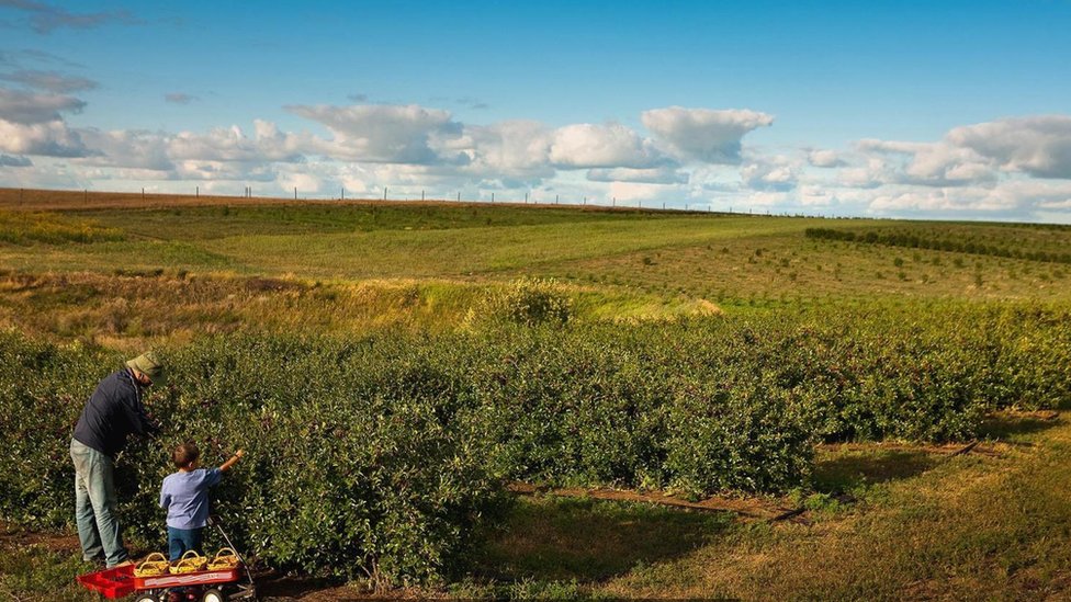 Les llaman cerezas de la pradera y son originarias de climas templados, pero se han adaptado al tiempo variable de esta provincia de Canadá. campo de cerezas