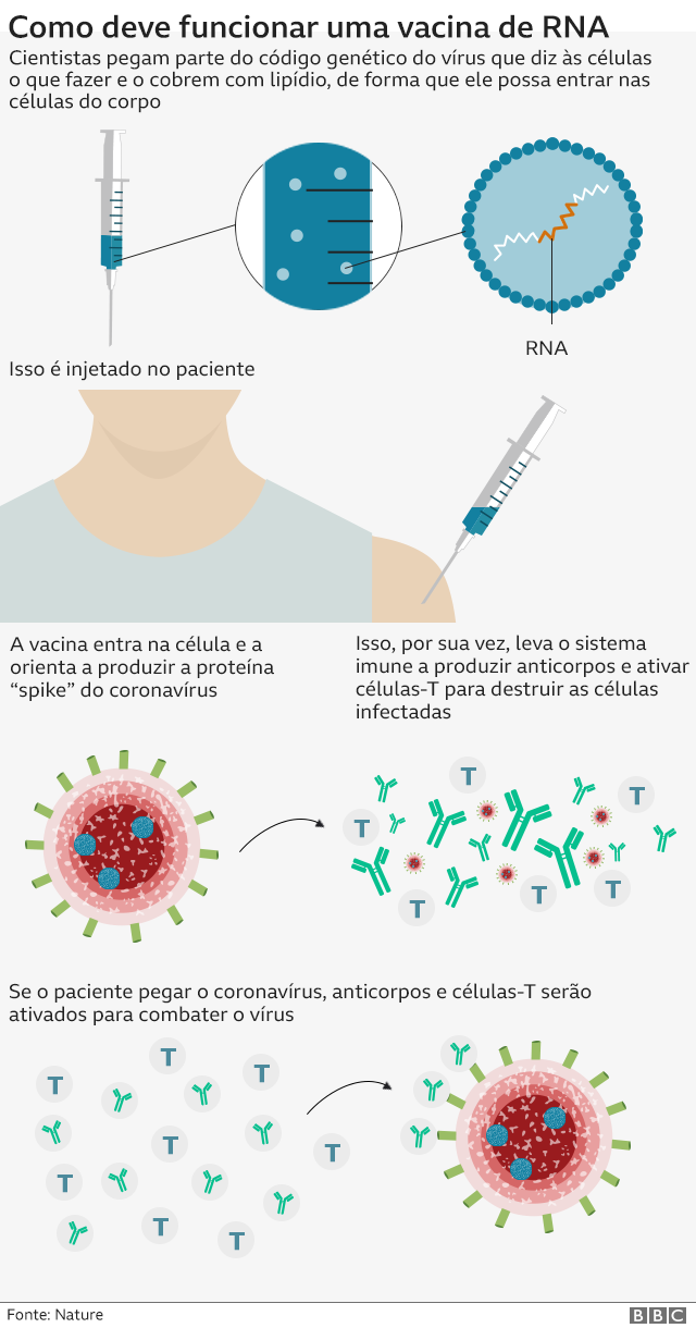 Gráfico mostra funcionamento da vacina de RNA