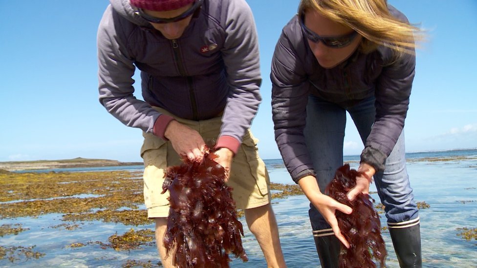 Los Cuisnier se dedicarán ahora a cultivar algas de mar para alimento, algo que aprendieron a hacer durante su tiempo en la isla. David y Soizic cosechando algas marinas