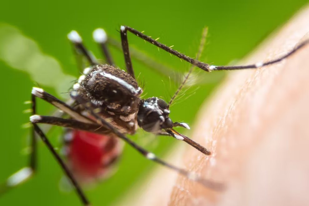 O Aedes aegypti atua como transmissor da dengue, da chikungunya e da zika