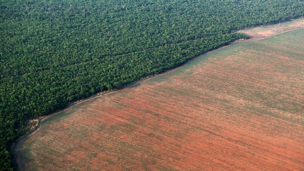 Floresta Amazônica margeada por terreno desmatado para plantio de soja no MT