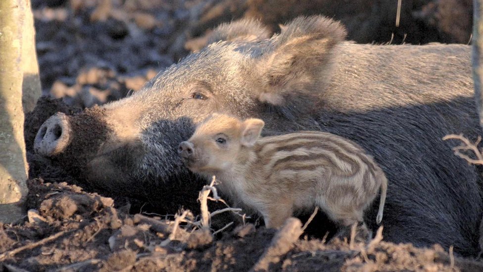 Polish Outcry Over Wild Boar Cull Prompts Government Denial Bbc News