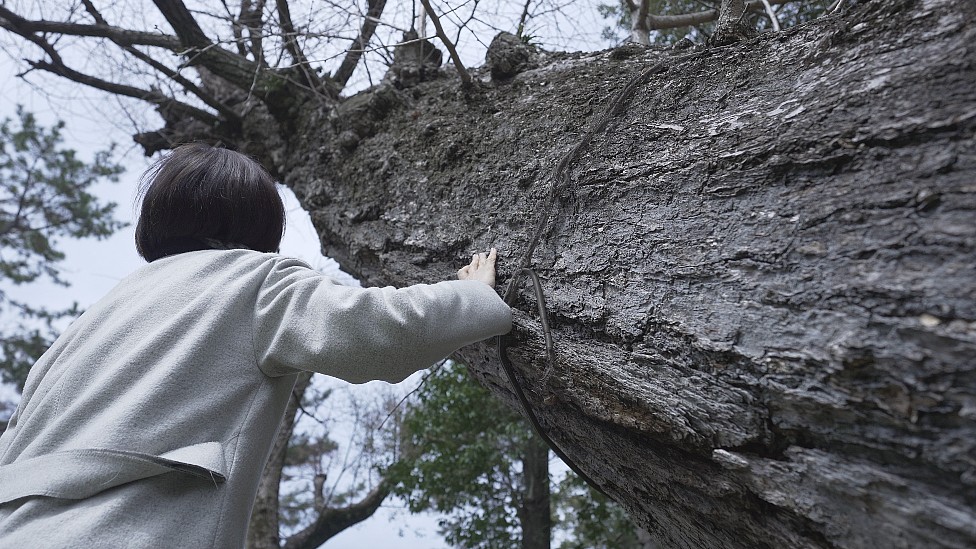 Tomoko acariciando del tronco del gingko del jardín Shukkeien