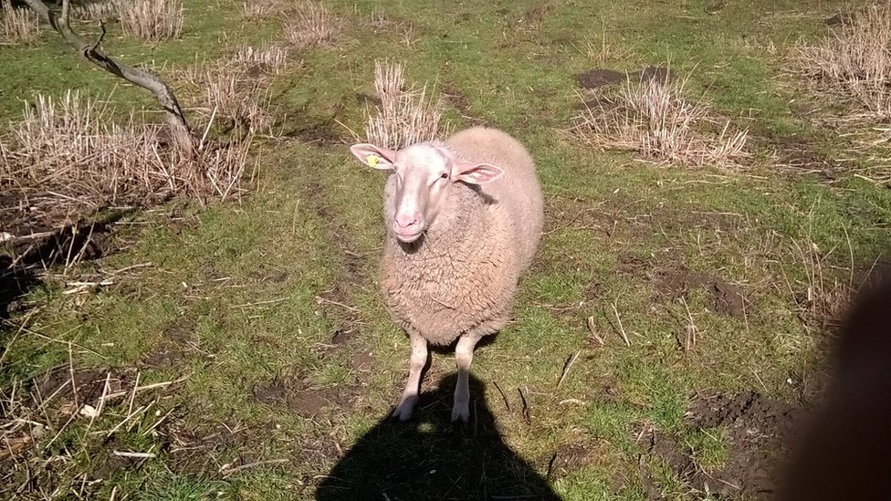 sajber pastir ovce video nadzor