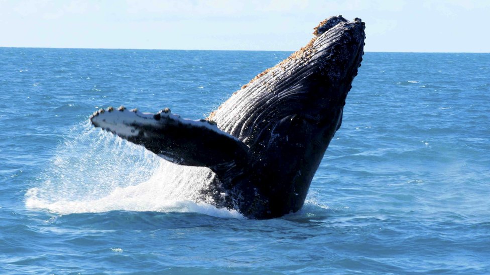 Whale in water