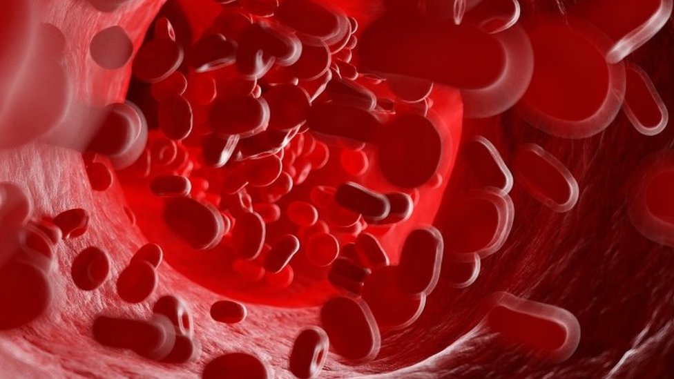 Células sanguíneas humanas