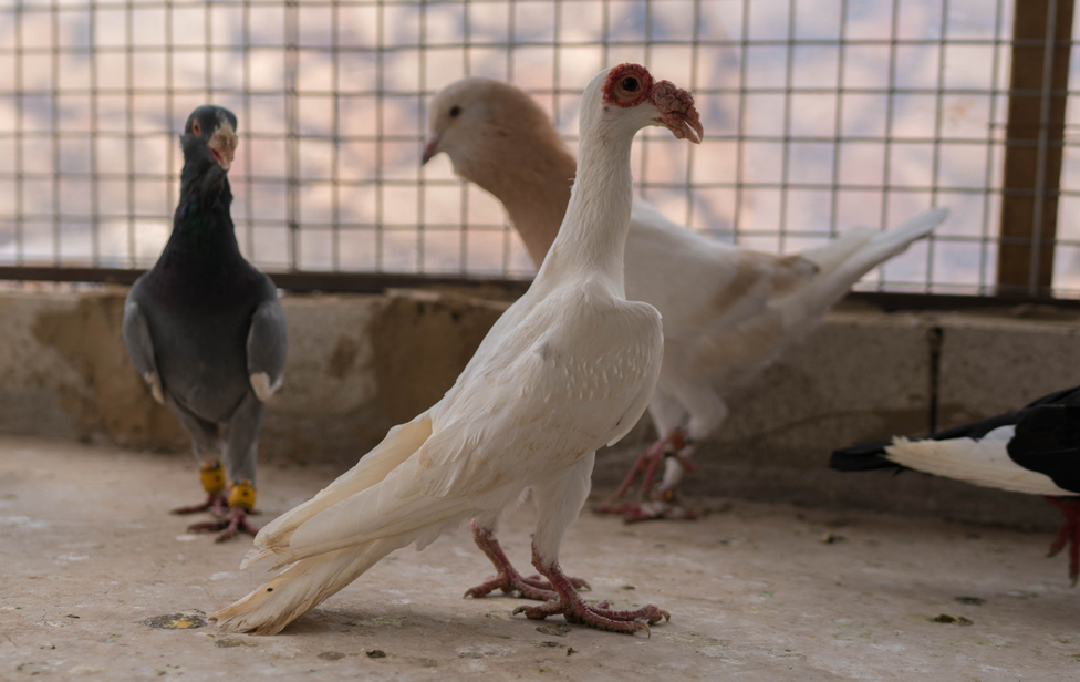 In Search Of Syria S Pigeon Smugglers c News