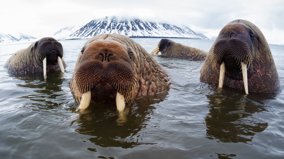 Walrus counting from space: How many tusked beasts do you see?