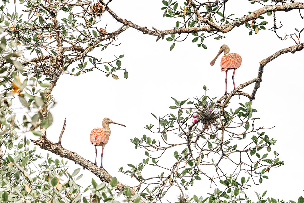 Un par de espátulas rosadas se ven en los manglares de Guaraqueçab