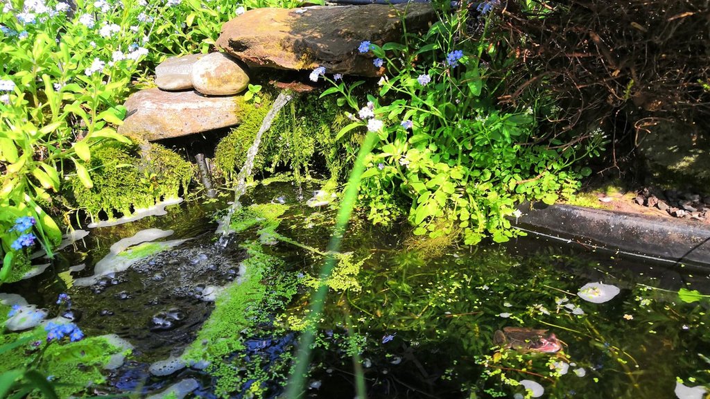 Изображение пруда с тенью и растительностью для лягушек любезно предоставлено садом Пола Клеймана