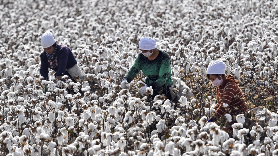 Фермеры собирают хлопок во время сбора урожая 21 октября 2019 года в уезде Шая Синьцзян-Уйгурского автономного района Китая.