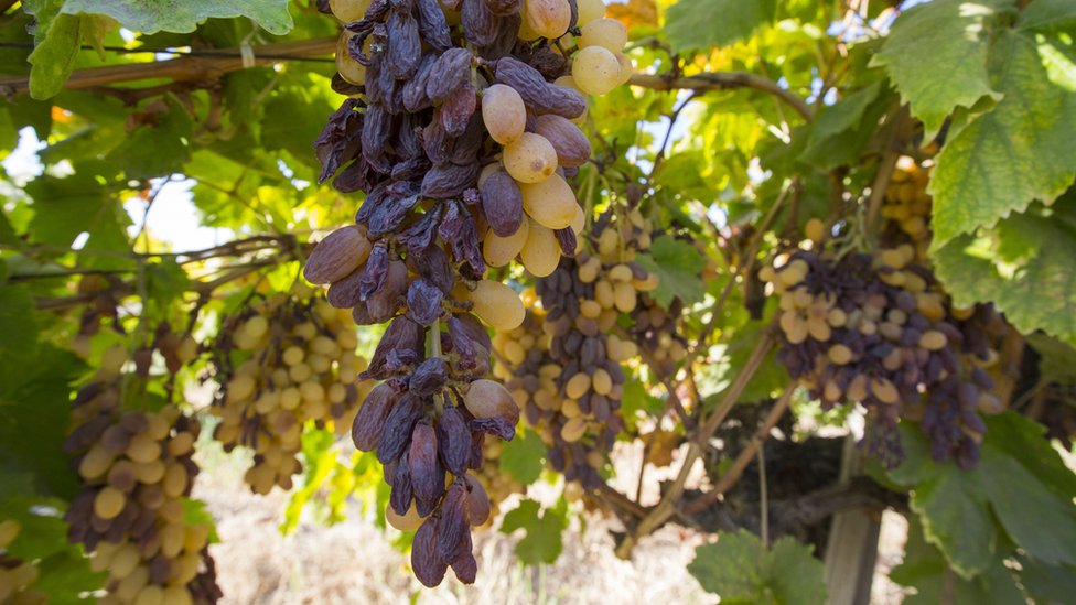 Виноград поврежден жарой и засухой
