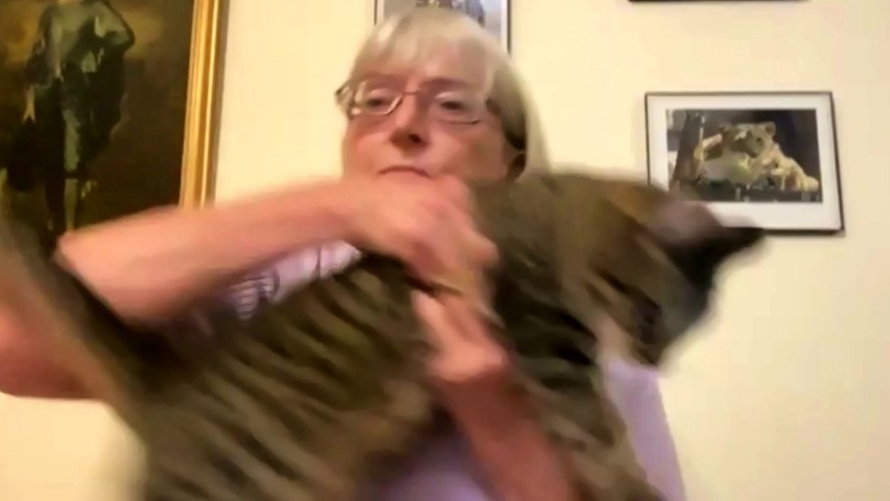 Moment cat interrupts royal historian mid-BBC interview