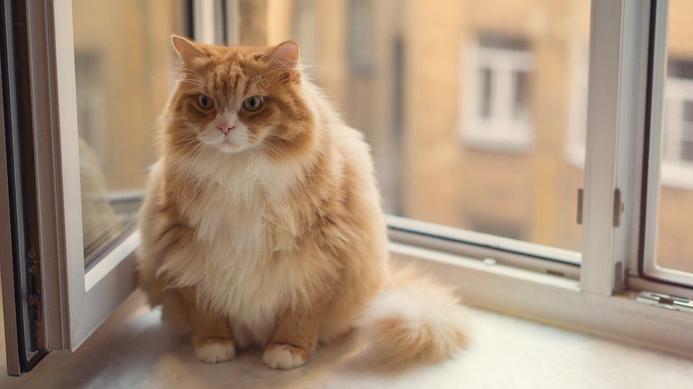 Son por naturaleza cazadores, pero hoy en día la mayoría de los gatos vive en departamentos pequeños sin espacio para hacer ejercicio. Gato gordo