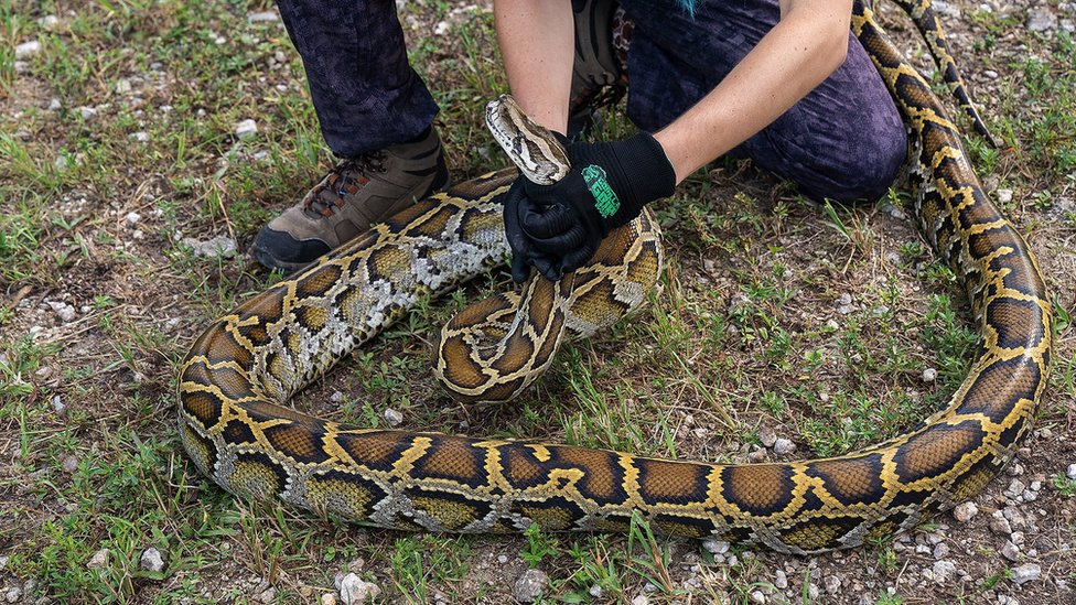 A contestant grabs a python by the head during the 2022 python challenge in South Florida