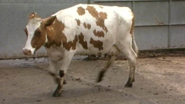 Корова инфицирована BSE
