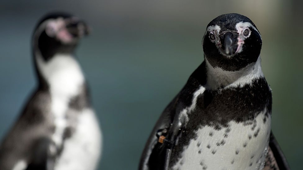 El pingüino de Humboldt es una especie vulnerable y en peligro.