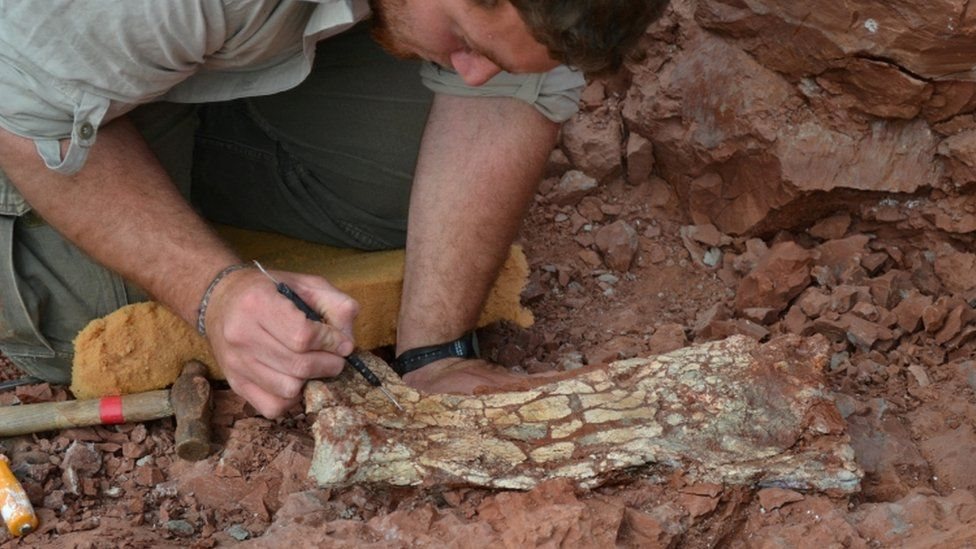 كانت عظام وأحافير الزاحف المجنح المكتشف حديثا مدفونة في الصخور لمدة 86 مليون سنة