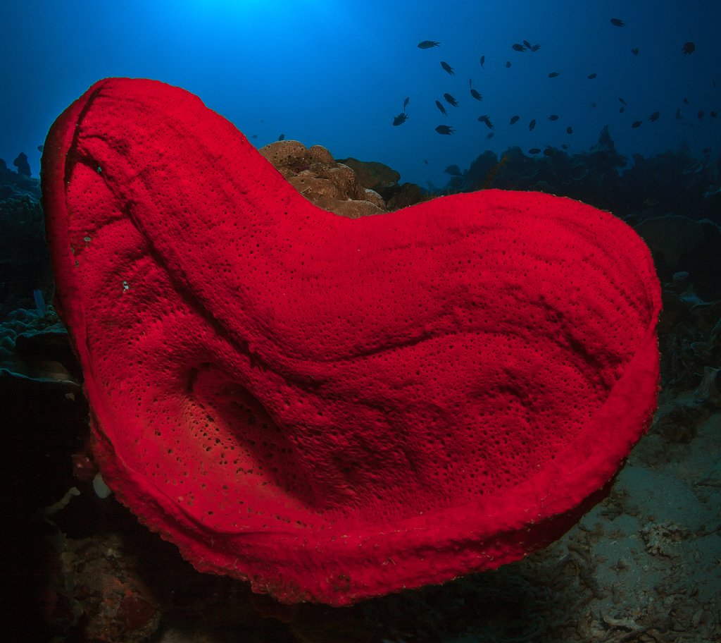 Petrosia lignosa, esponja roja en forma de corazón