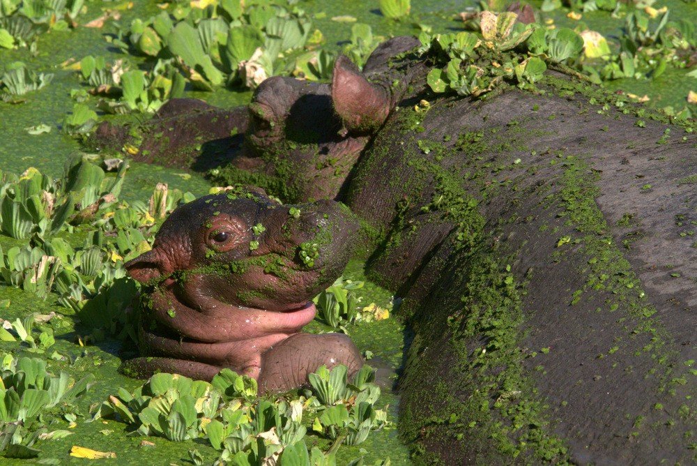 makhluk air, kuda nil, Zambia's South Luangwa National Park
