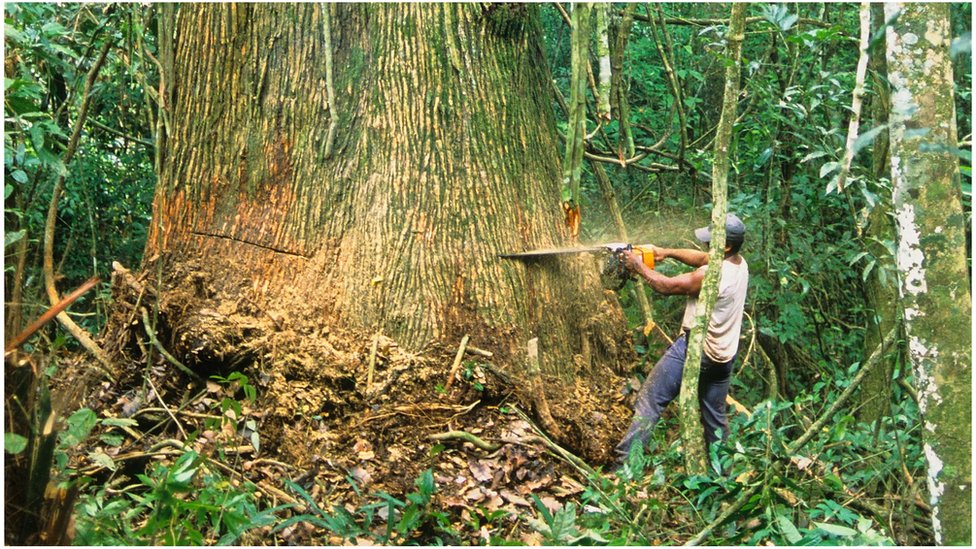 Рубка деревьев в Амазонке