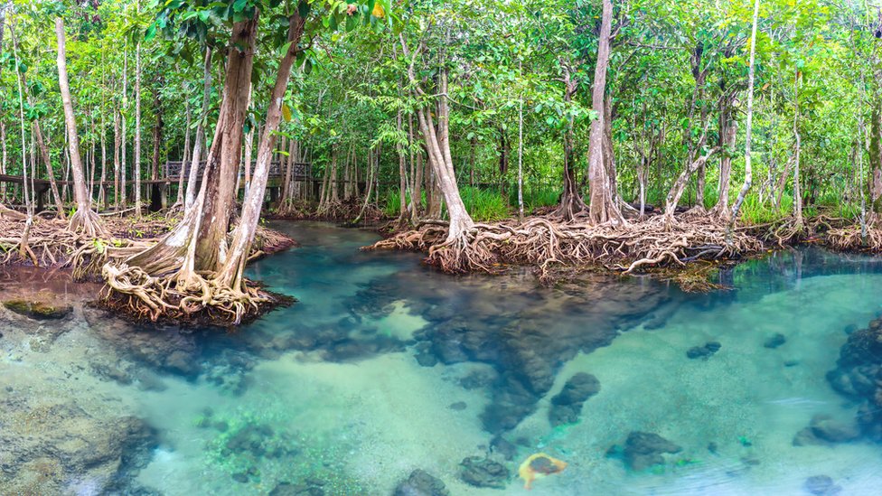 Çok yüksek sayıda nadir ağaç türü mangrov ormanlarında bulunuyor