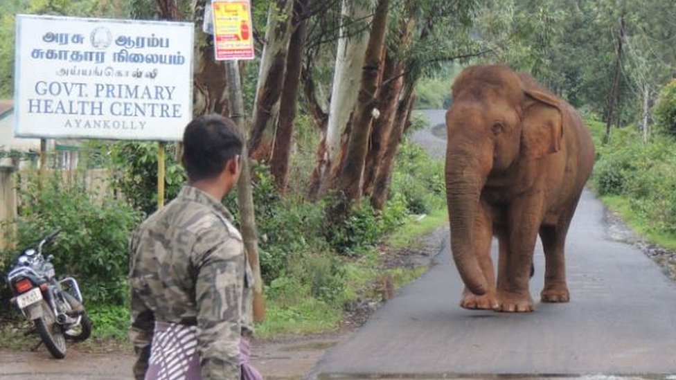 Wild elephant Ganesan