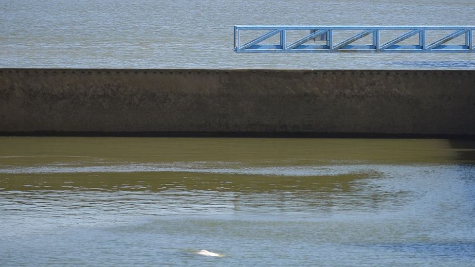 La ballena beluga fotografiada el sábado saliendo a tomar aire entre dos esclusas en el río Sena.