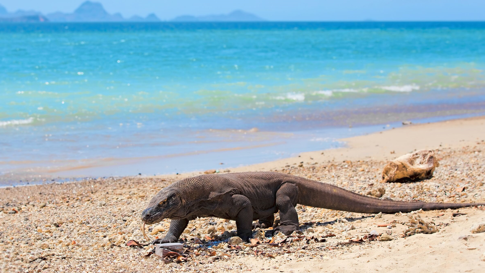 Un dragón de Komodo en la playa