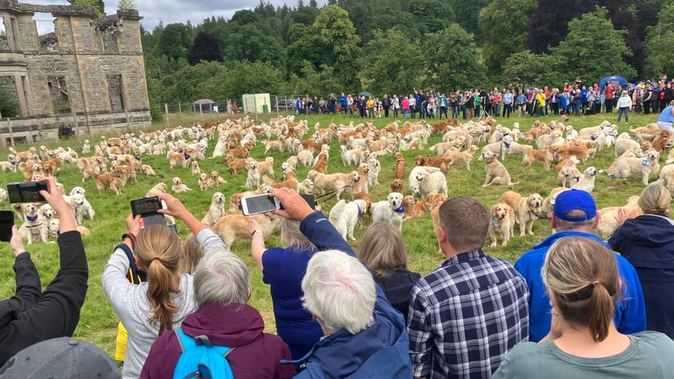 Hundreds of golden retrievers gather in Highlands