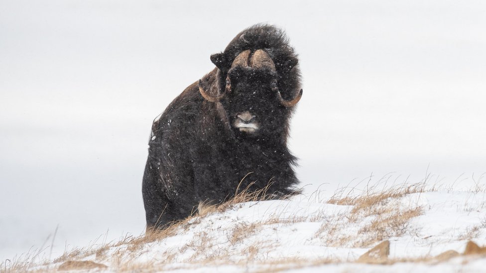 Musk-ox in Siberia walking on snow covered ground