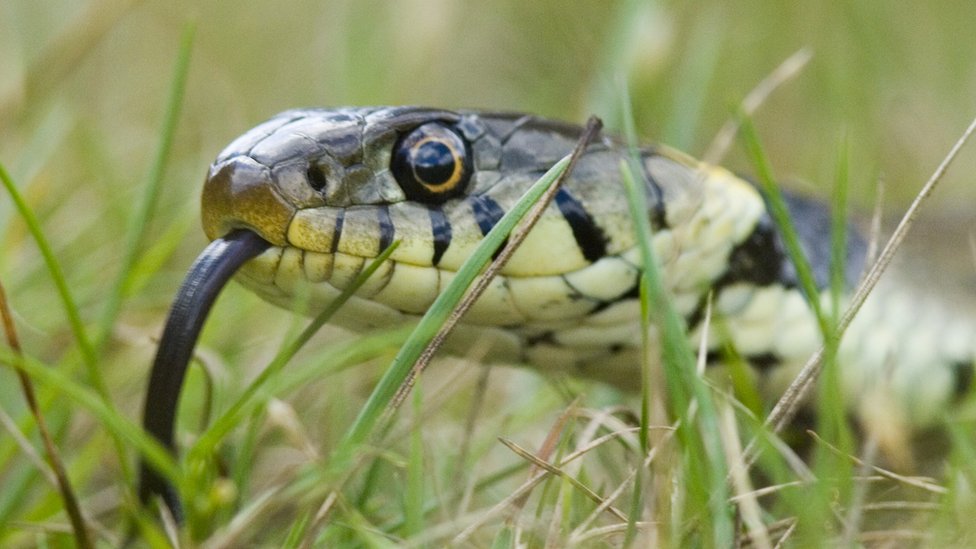 Травяная змея