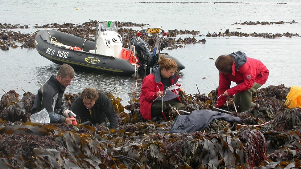 Kelp researchers in Scotland