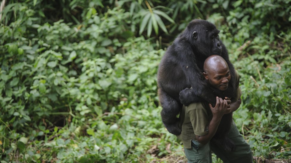 A warden at the Virunga National Park plays with an orphaned mountain gorilla, which is piggybacking on his back