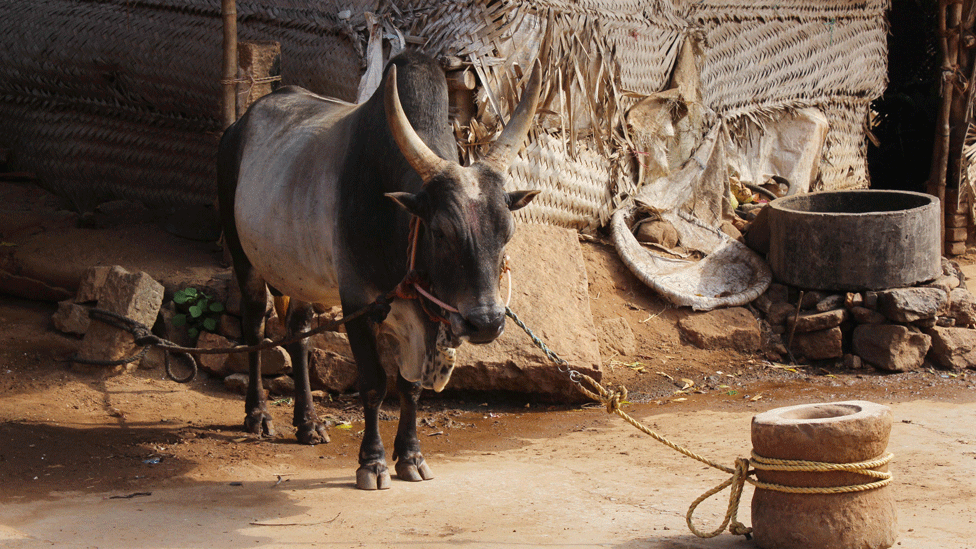 Родословная, боевой бык - в настоящее время безработный - в Аланганллуаре, декабрь 2015 г.