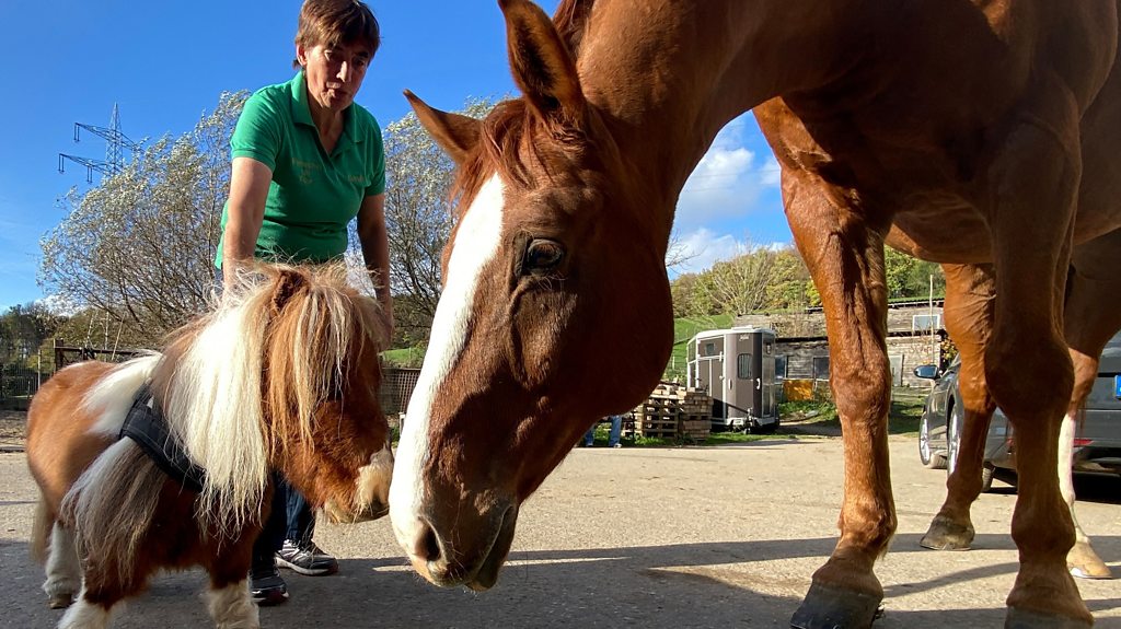 Could this be the world's smallest pony?