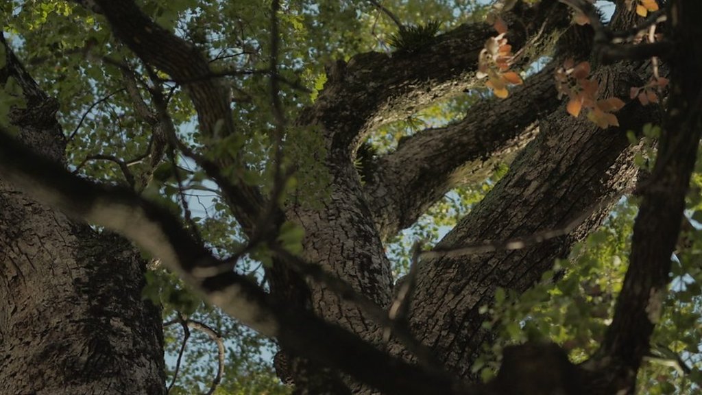 The trees that survived the bombing of Hiroshima