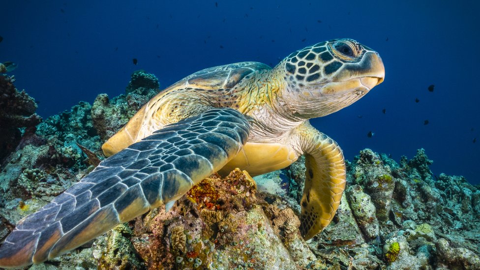 tortugas en peligro de extinción