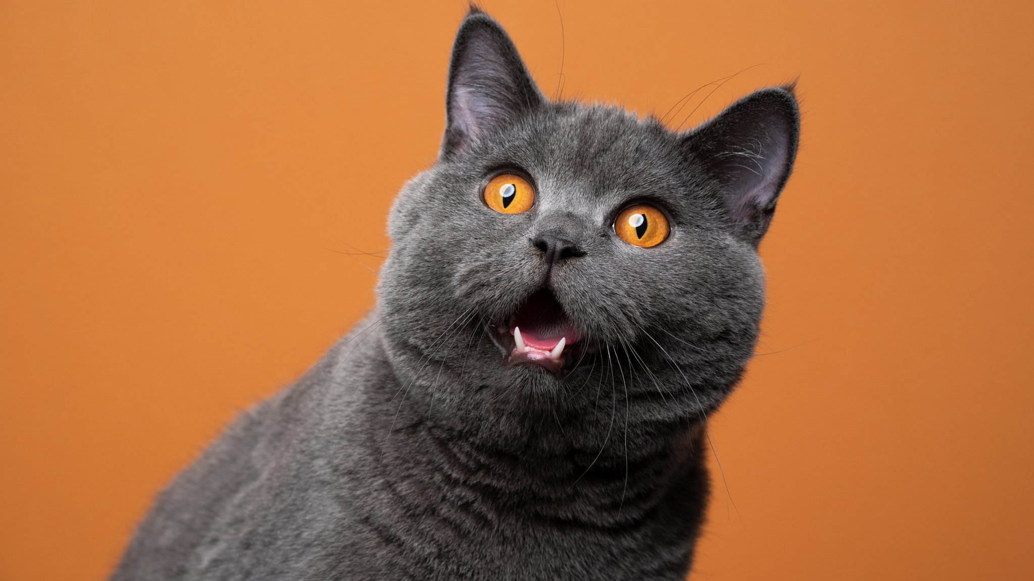 Your Cats Can Tell When You're Speaking to Them
