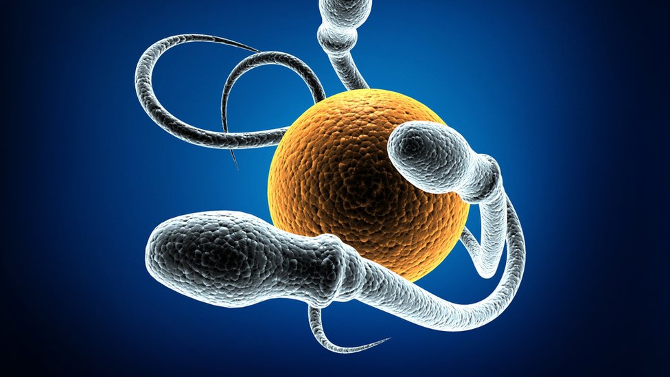 Espermatozoides e óvulo